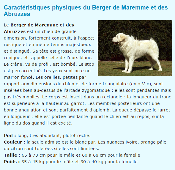 Photos et textes de divers animaux Berger-de-maremme-titre