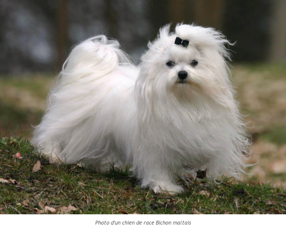 Danses des grues du Japon + autres à venir!!! Bichon-maltais-photo3