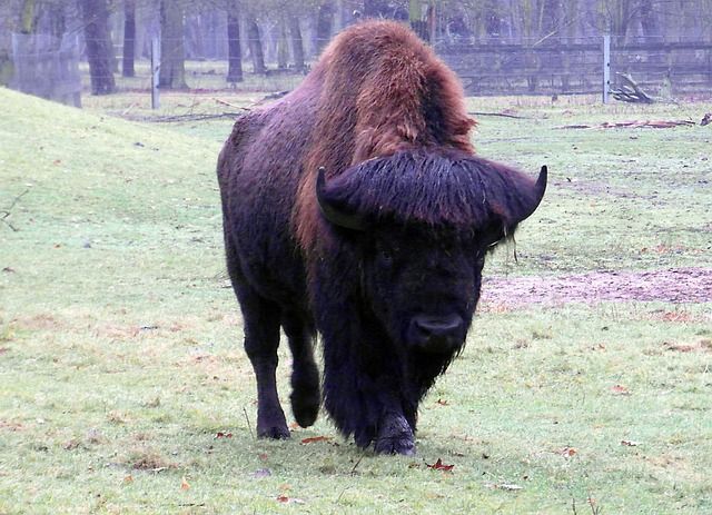 Histoire d'animaux (photos ) Bison-deurope