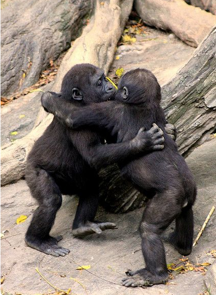 "Le ouistiti pygmée, tout petit, tout mignon...!"+ Bisous-bebe_1