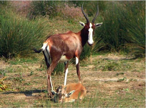 Les animaux (photos,textes....) Blesbok