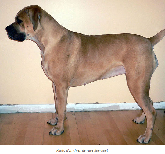 Textes et photos d'animaux Boerboel-photo