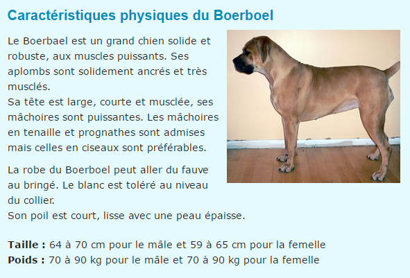 Textes et photos d'animaux Boerboel-texte1