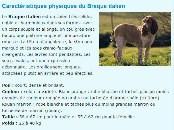 Photos et textes de divers animaux Braque-italien-titre