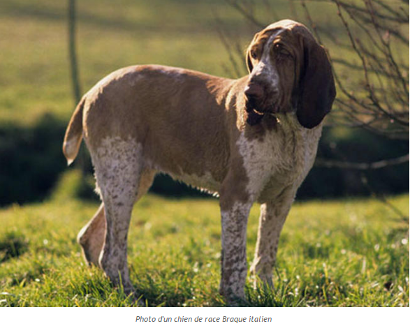 Photos et textes de divers animaux Braque-italien1