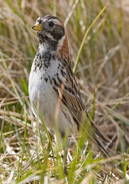 Textes et photos des animaux (oiseaux,chats,chiens......) Bruant-photo3