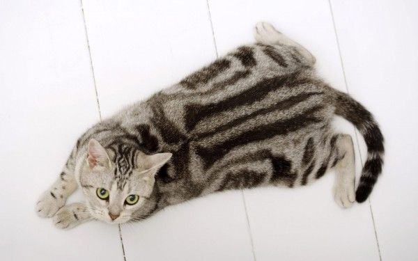 Tous les animaux.... Chat-american-shorthair