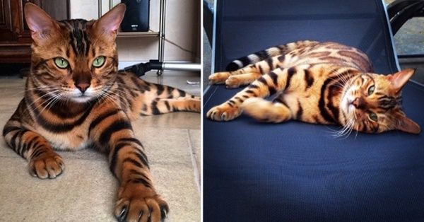 Photos et textes de divers animaux Chat-bengal-splendide