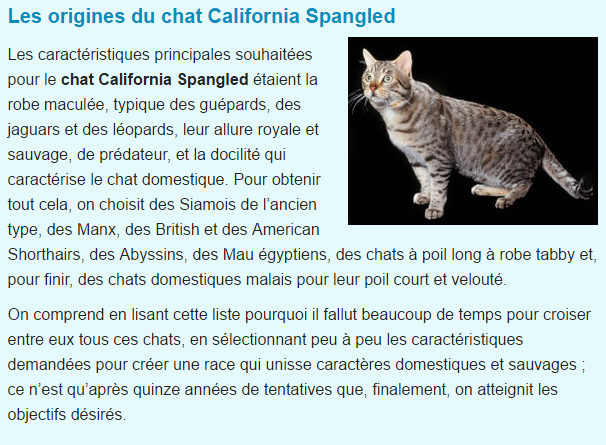 Nos animaux!!!!! Chat-california-spangled-titre