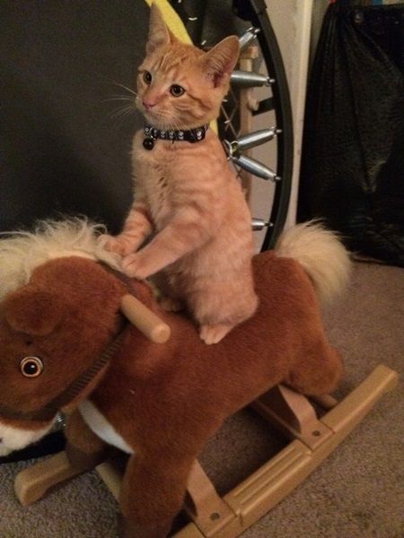 Histoire de chats+ autres..... Chat-cowboy