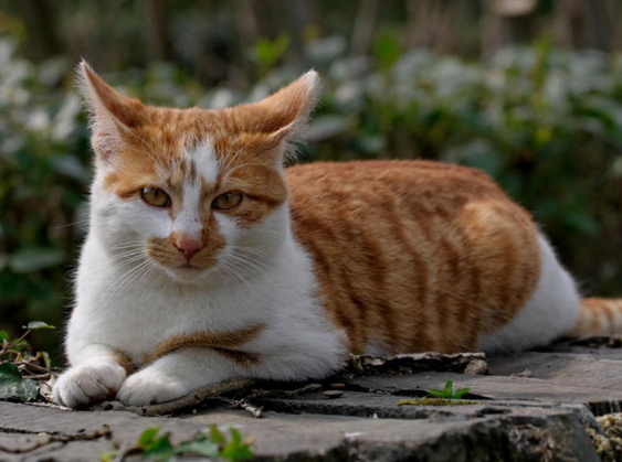 "Le ouistiti pygmée, tout petit, tout mignon...!"+ Chat-gouttiere-photo1