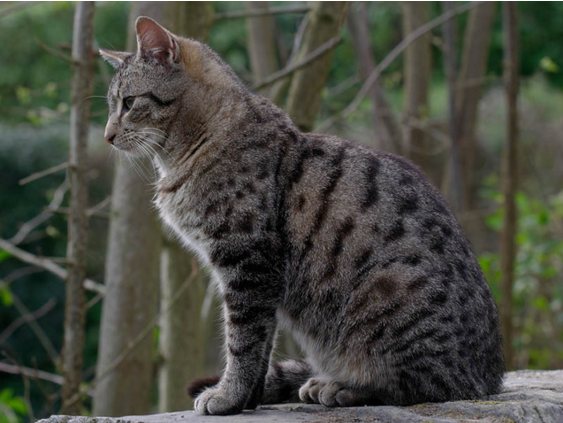 "Le ouistiti pygmée, tout petit, tout mignon...!"+ Chat-gouttiere-photo2