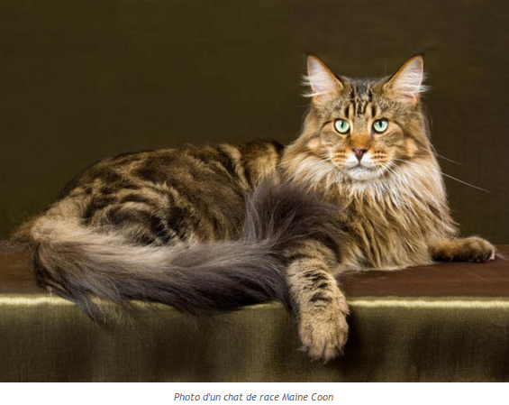 chat - "Chat: Le Scottish Fold."+ "Chien: L'Epagneul Breton."+"Oiseau: Le macareux..." Chat-maine-coon-photo1