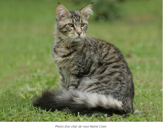 chat - "Chat: Le Scottish Fold."+ "Chien: L'Epagneul Breton."+"Oiseau: Le macareux..." Chat-maine-coon-photo3