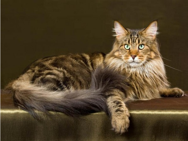 Les animaux (un peu de tout) Chat-maine-coon1