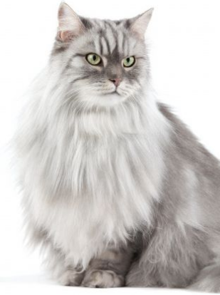 Tous les animaux!!!(un peu de tout  avec textes) Chat-maine-coon1_1