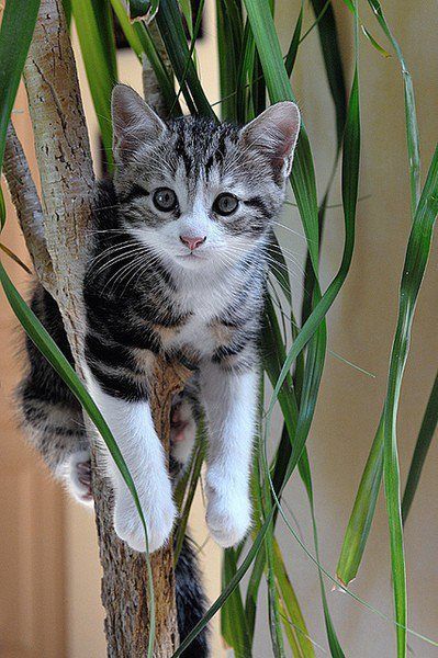 "Si tu as ou as eu un chien..."+"Chat: L'American Wirehair."+"Minou câline son ami...!"+ autres Chat-plante