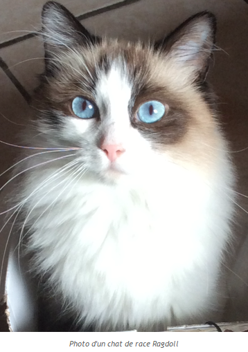 Nos animaux!!!!! Chat-ragdoll2