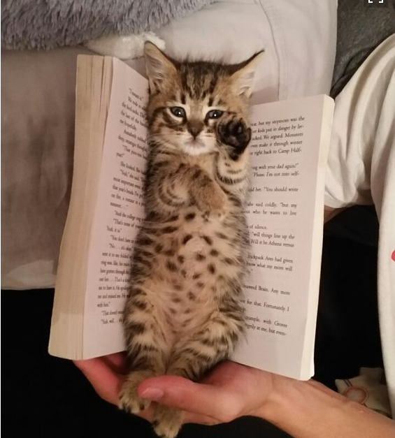 Histoire d'animaux (photos et textes????) Chaton-livre