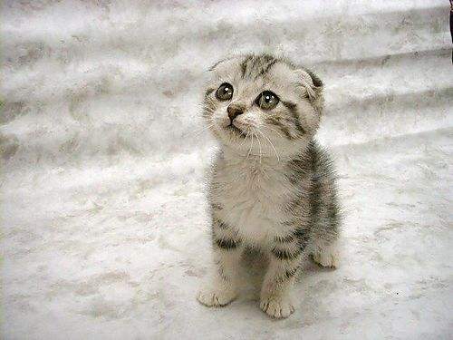 Nos fidèles amis les  animaux.....(photos et textes) Chaton-scottish-fold-avec-rayures