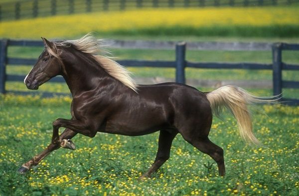 Les animaux (photos,textes....) Cheval-rocky-mountain-horse