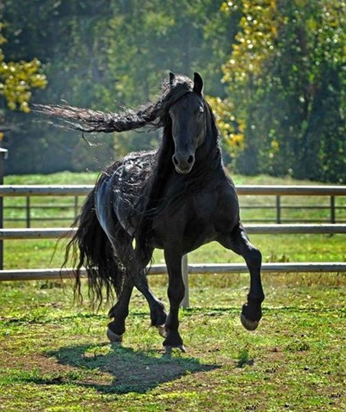 Histoire de chats+ autres..... Cheval7_3