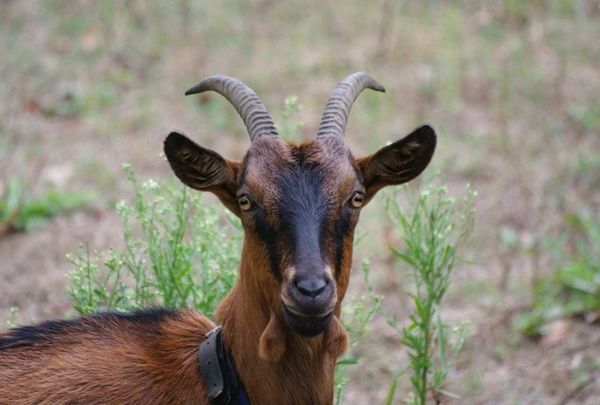 Tous les animaux.... Chevre-alpine-photo