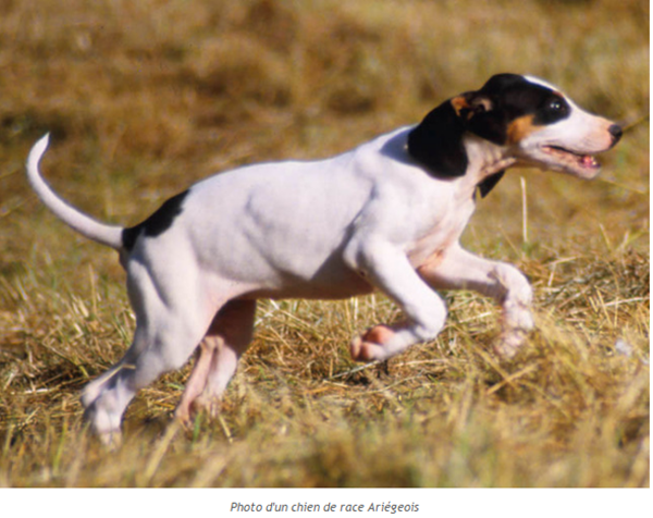 Tous les animaux!!!(un peu de tout  avec textes) Chien-ariegeois-photo2