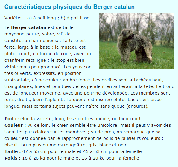 Nos fidèles amis les  animaux..... Chien-berger-catalan-titre