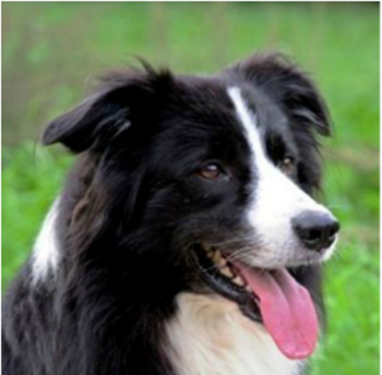 Tous les animaux!!!(un peu de tout  avec textes) Chien-border-collies