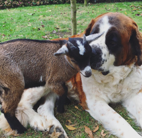 Les animaux (un peu de tout) Chien-chevre-photo2