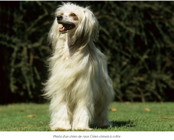 Les animaux (photos,textes....) Chien-chinois-photo2