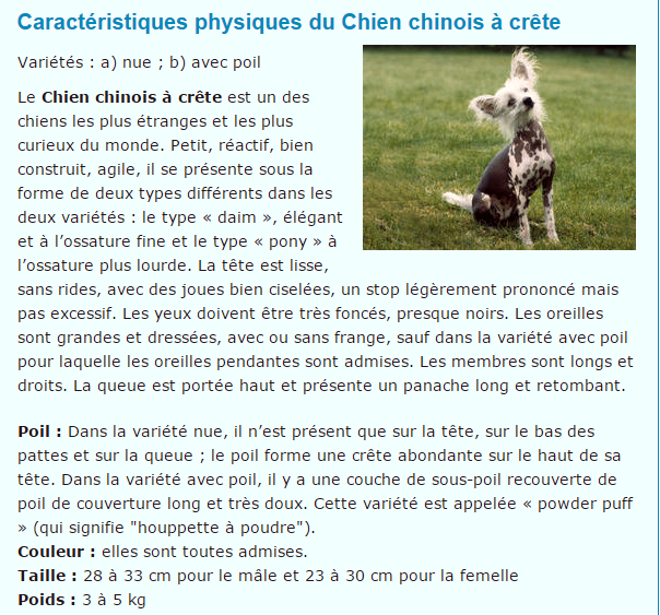 Les animaux (photos,textes....) Chien-chinois-titre