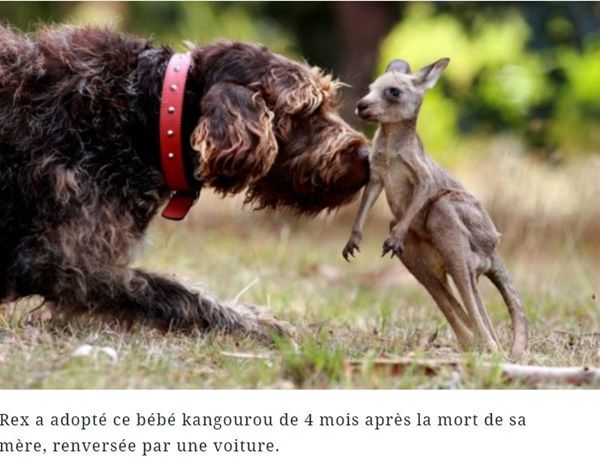 Photos d'animaux divers + textes Chien-et-kangourou-photo-texte