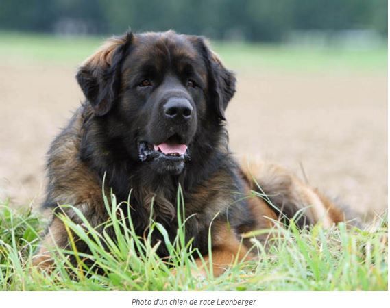 Photos d'animaux divers + textes Chien-leonberger-photo1