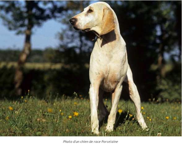 Les animaux (un peu de tout) Chien-porcelaine1