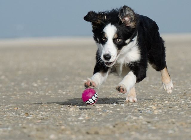 Un peu de tout sur les animaux(photos,textes....) Chienbordercollie