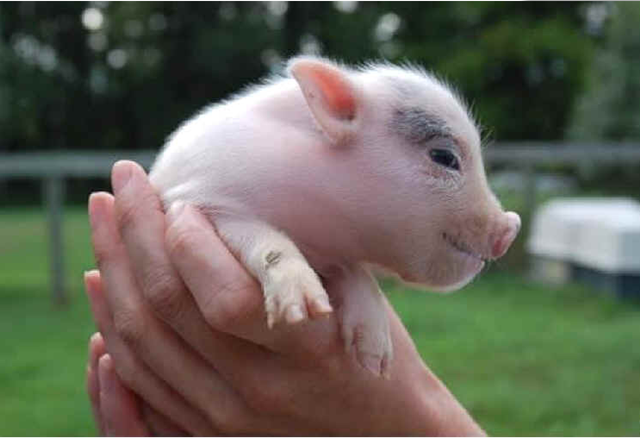 Animaux divers(textes,photos.....) Cochon-adorable