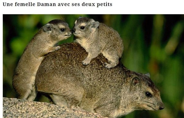 Tous les animaux!!!(un peu de tout  avec textes) Daman-et-ses-petits