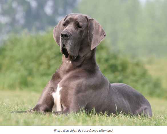 Les animaux.....à suivre Dogue-allemand-photo5