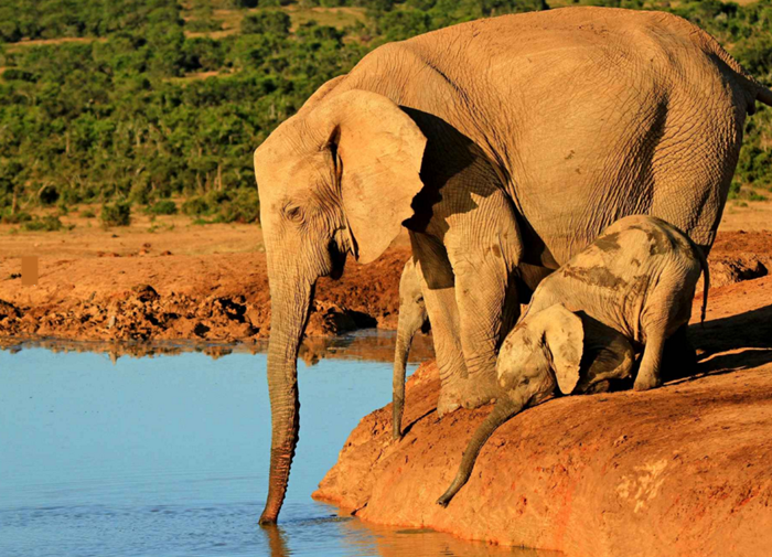 Images d'animaux (un peu de tout et parfois avec textes...) Eau-photo