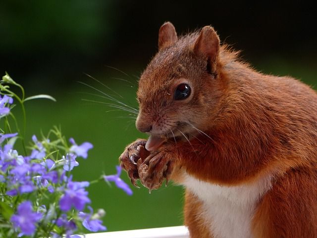 Histoire d'animaux (photos ) Ecureuil