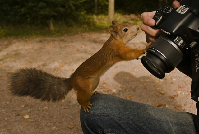 Animaux divers(textes,photos.....) Ecureuil6-nicole