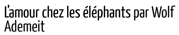 Tous les animaux.... Elephant-amour-titre