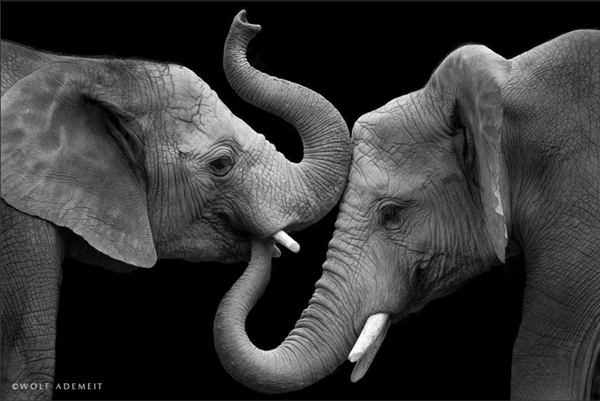 Tous les animaux.... Elephant-amour1