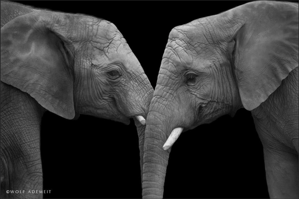 Tous les animaux.... Elephant-amour4