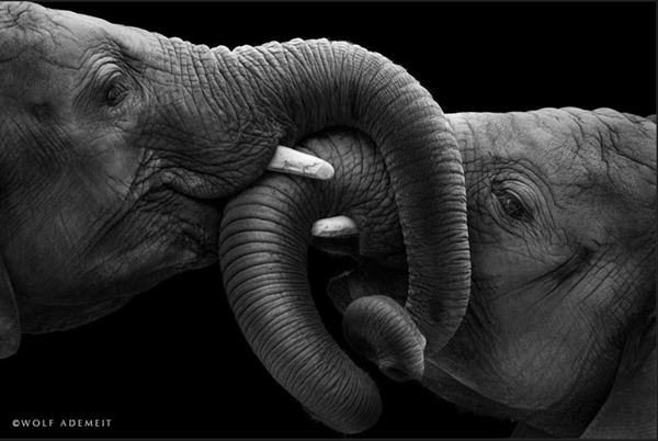 Tous les animaux.... Elephant-amour5