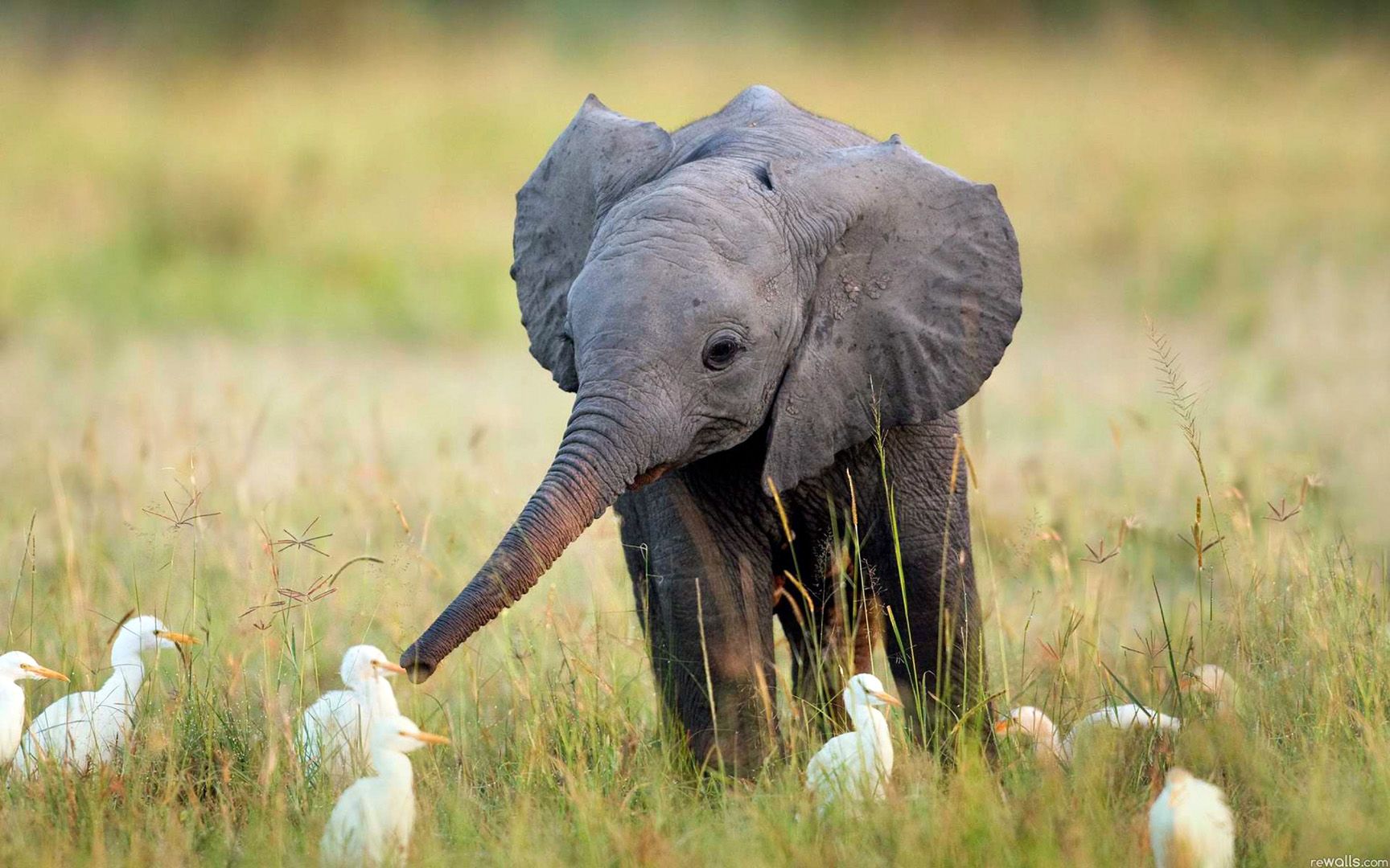 Photos d'animaux divers(suite) Elephant12