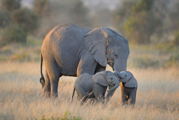 Tous les animaux.... Elephante-et-petits