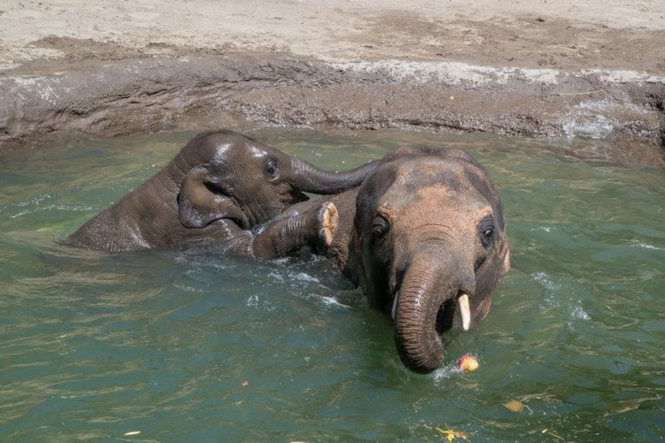 Images d'animaux (un peu de tout et parfois avec textes...) Elephants-eau